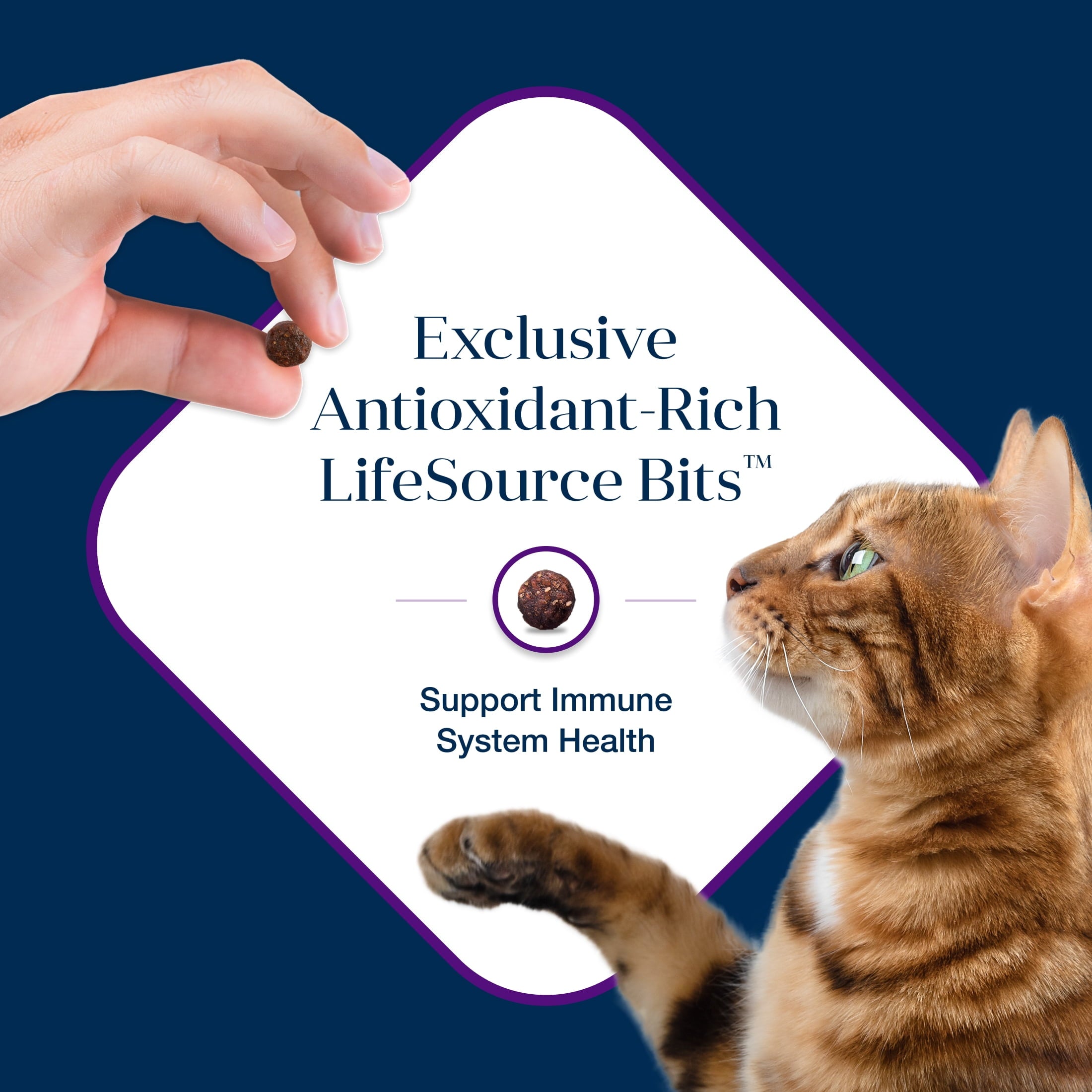 Blue Buffalo Basics Grain-Free Dry Cat Food Skin & Stomach Care, Turkey & Potato, 11-lb. Bag