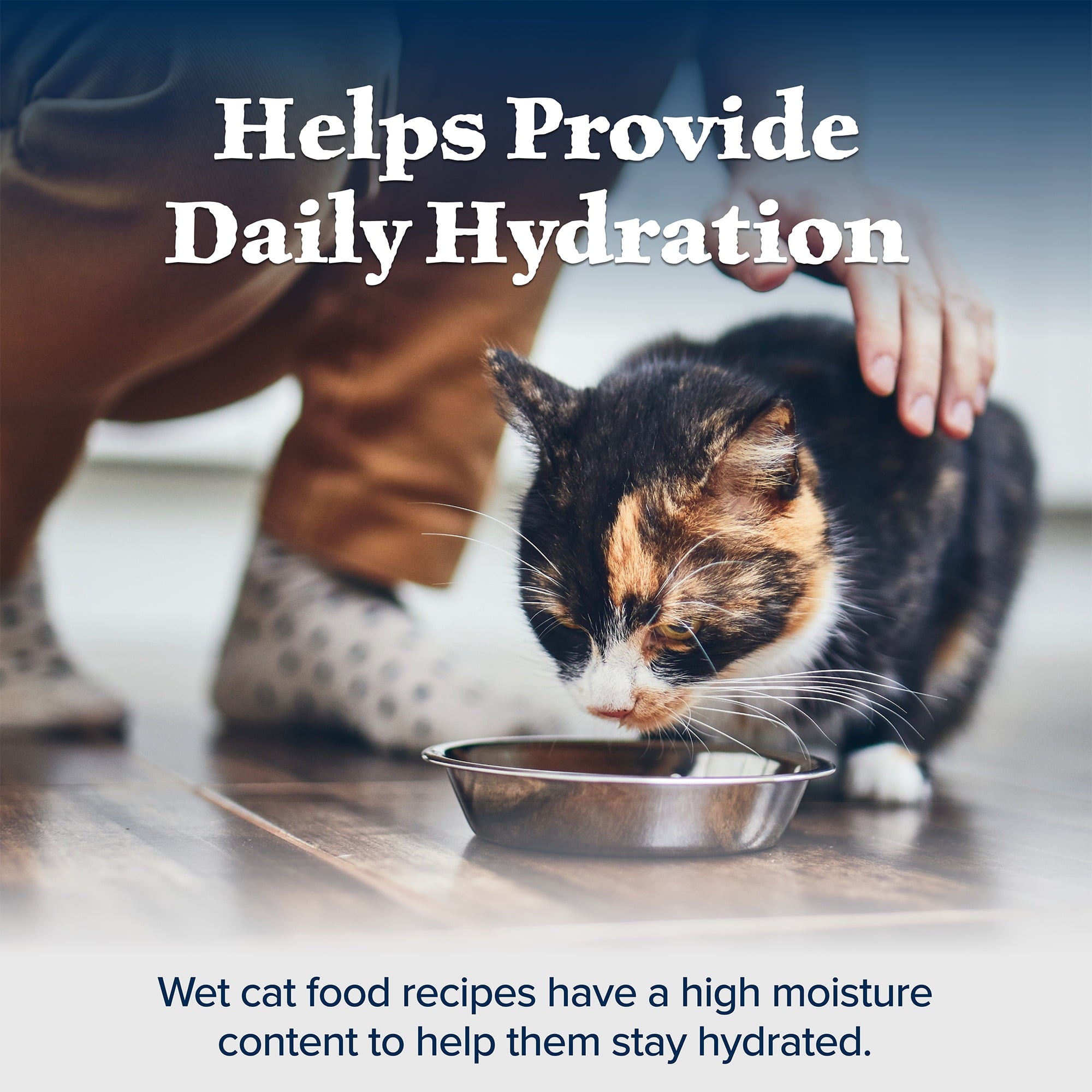 (6 pack) Blue Buffalo Wilderness Wet Cat Food Pate, High-Protein & Grain-Free Recipe, Chicken, 5.5-oz. Can