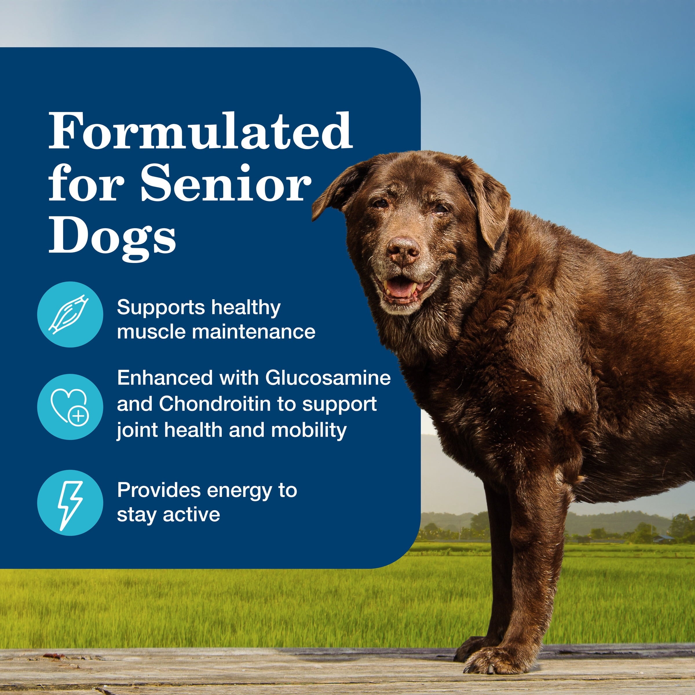 (12 pack) Blue Buffalo Homestyle Recipe Senior Wet Dog Food, Chicken Dinner, 12.5-oz. Can